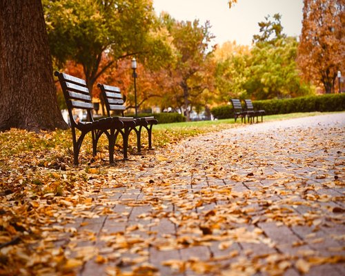 A quiet park bench covered in autumn leaves